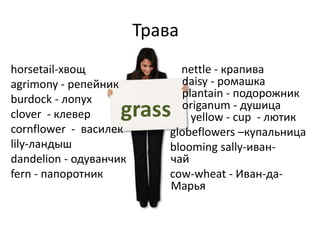 Трава
horsetail-хвощ
agrimony - репейник
burdock - лопух
clover - клевер
cornflower - василек
lily-ландыш
dandelion - одуванчик
fern - папоротник
nettle - крапива
daisy - ромашка
plantain - подорожник
origanum - душица
yellow - cup - лютик
globeflowers –купальница
blooming sally-иван-
чай
cow-wheat - Иван-да-
Марья
grass
 