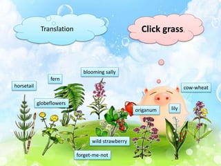 globeflowers
blooming sally
forget-me-not
lily
horsetail
wild strawberry
fern
cow-wheat
origanum
Translation Click grass.
 
