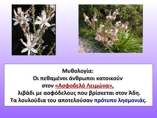 Μυθολογία:
Οι πεθαμένοι άνθρωποι κατοικούν
στον «Ασφοδελό Λειμώνα»,
λιβάδι με ασφόδελους που βρίσκεται στον Άδη.
Τα λουλούδια του αποτελούσαν πρότυπο λησμονιάς.
 