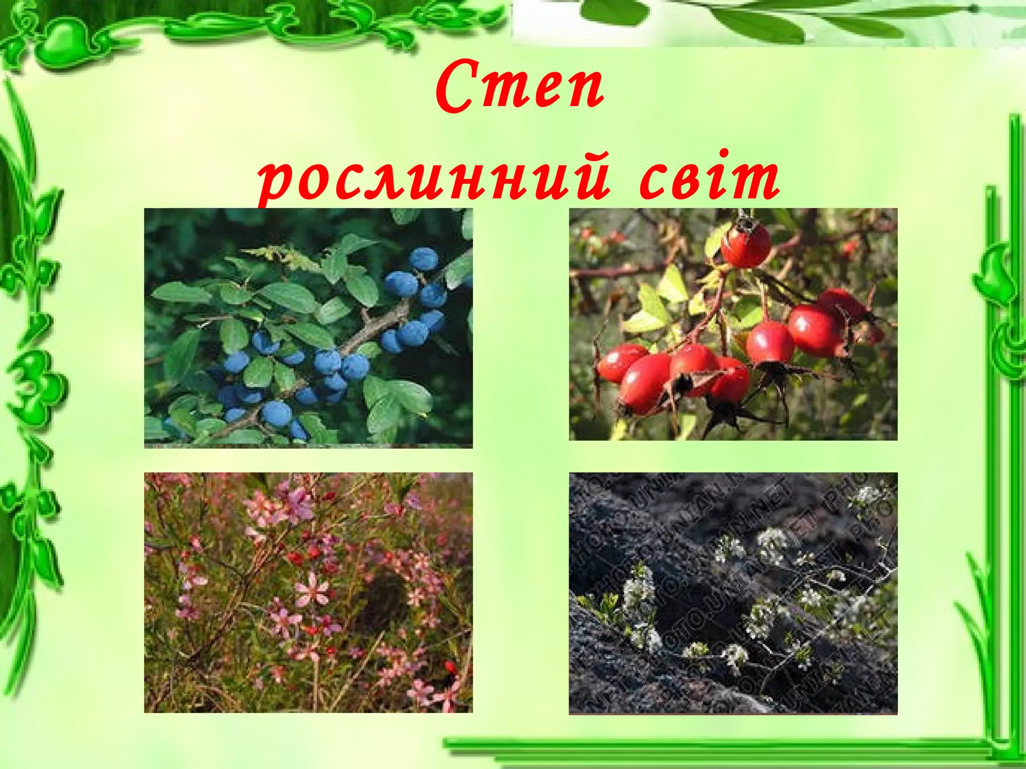 Степ
рослинний світ
 