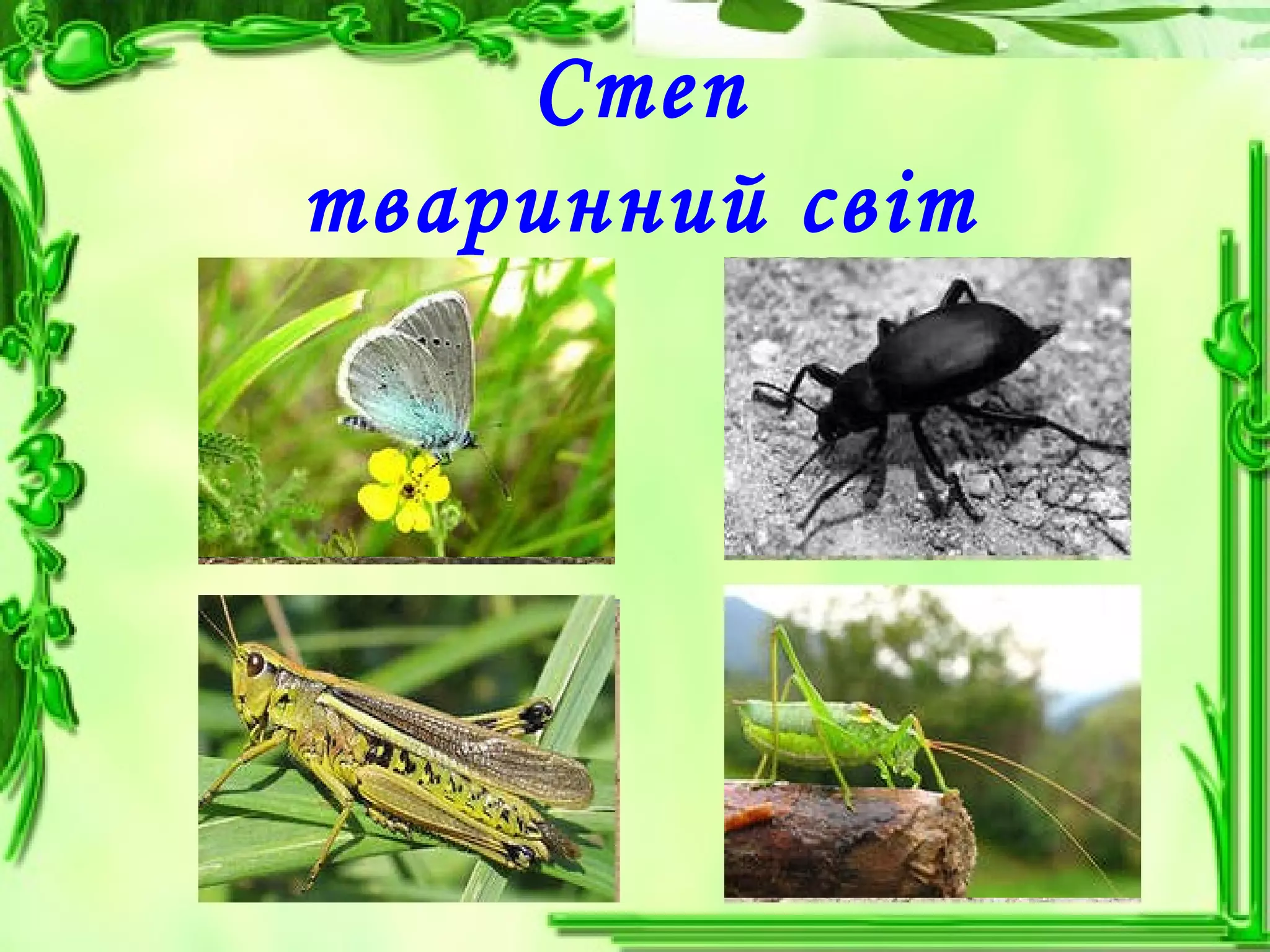 Степ
тваринний світ
 