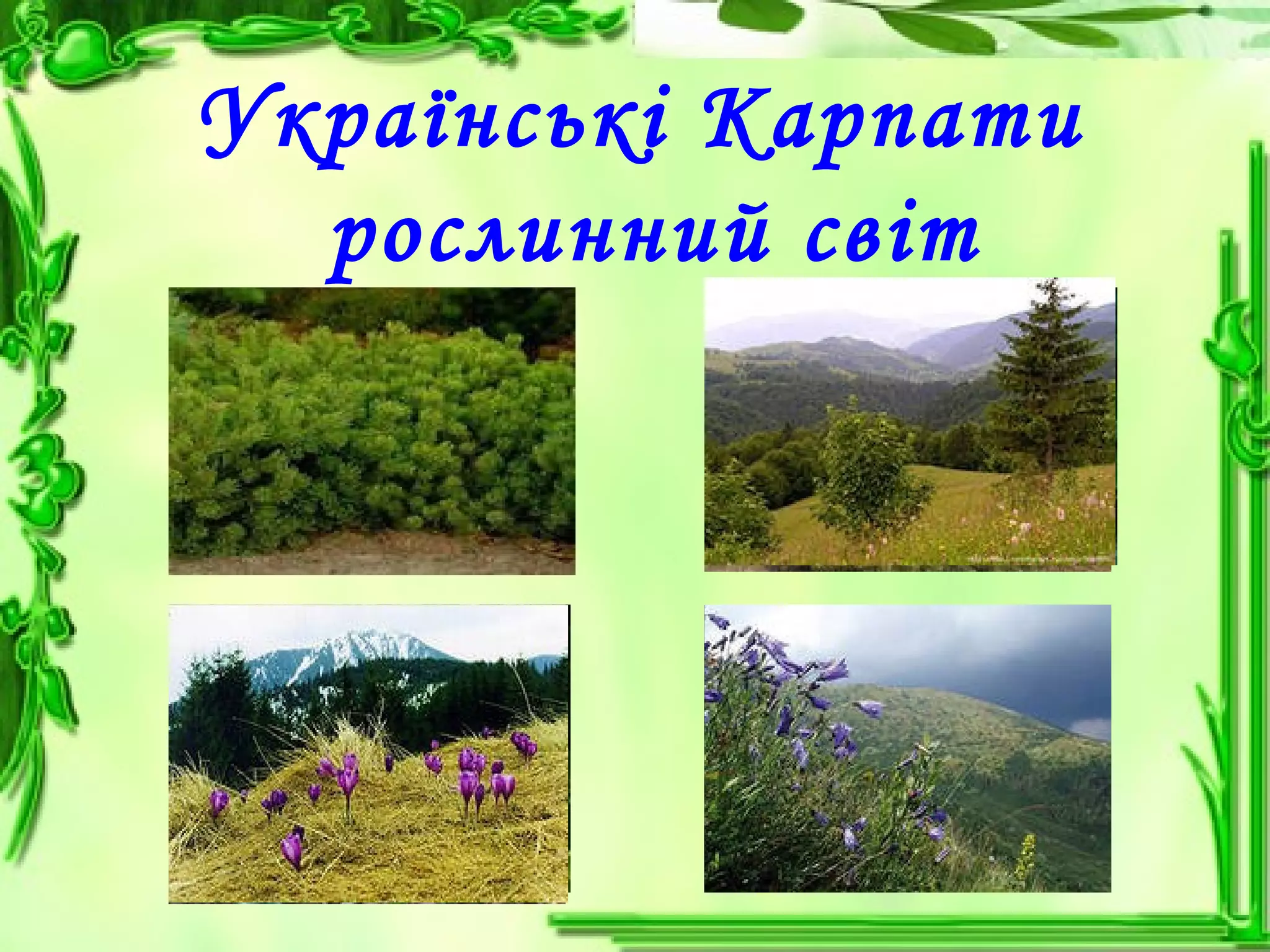 Українські Карпати
рослинний світ
 