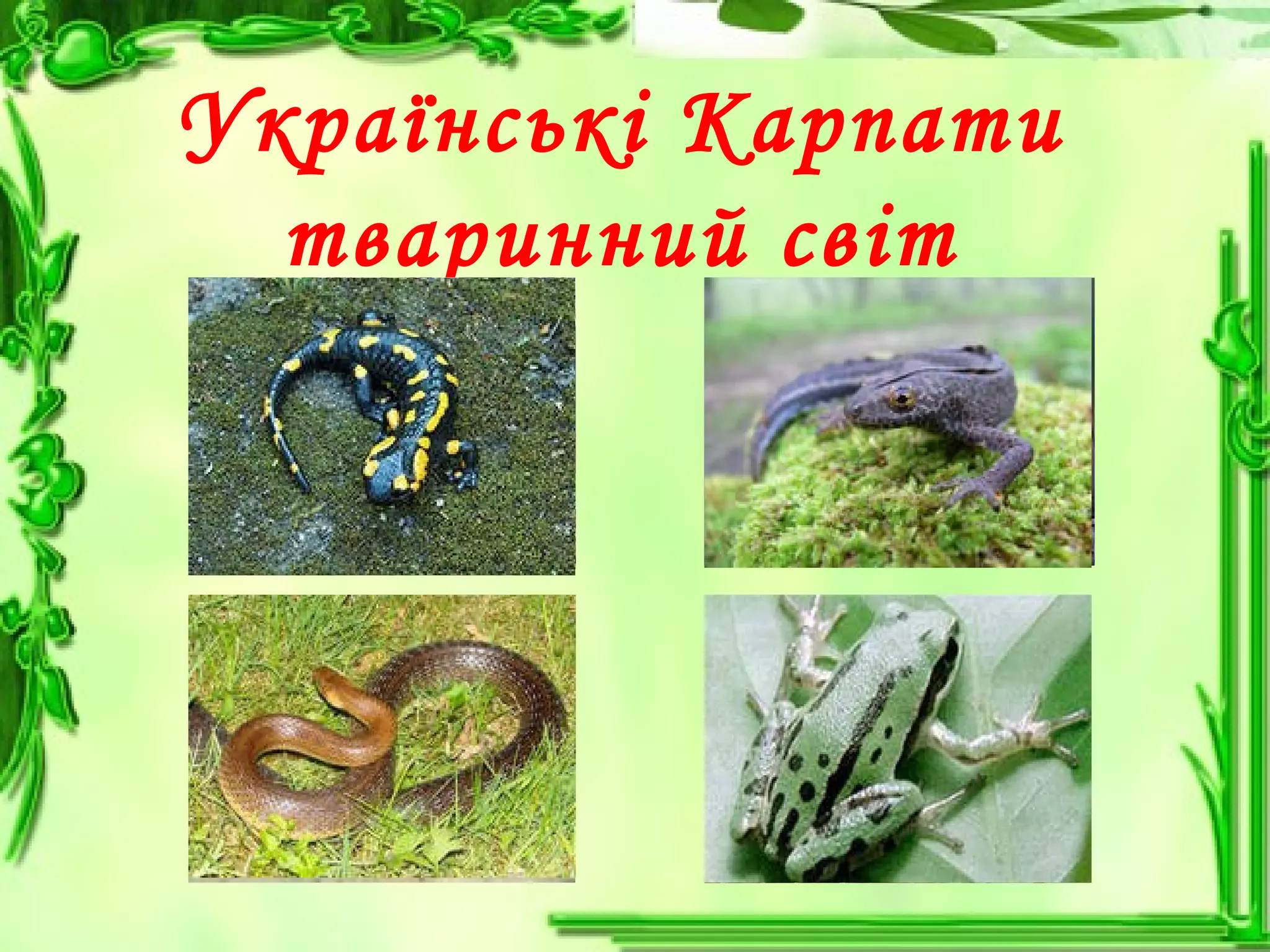 Українські Карпати
тваринний світ
 