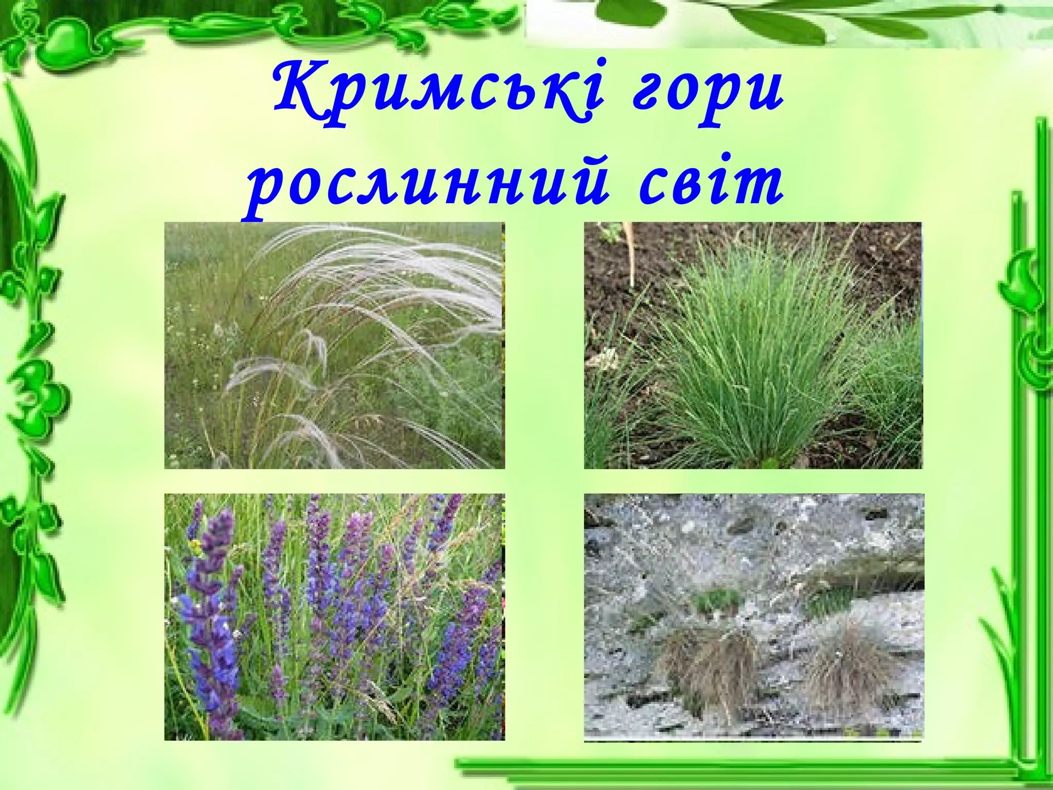 Кримські гори
рослинний світ
 
