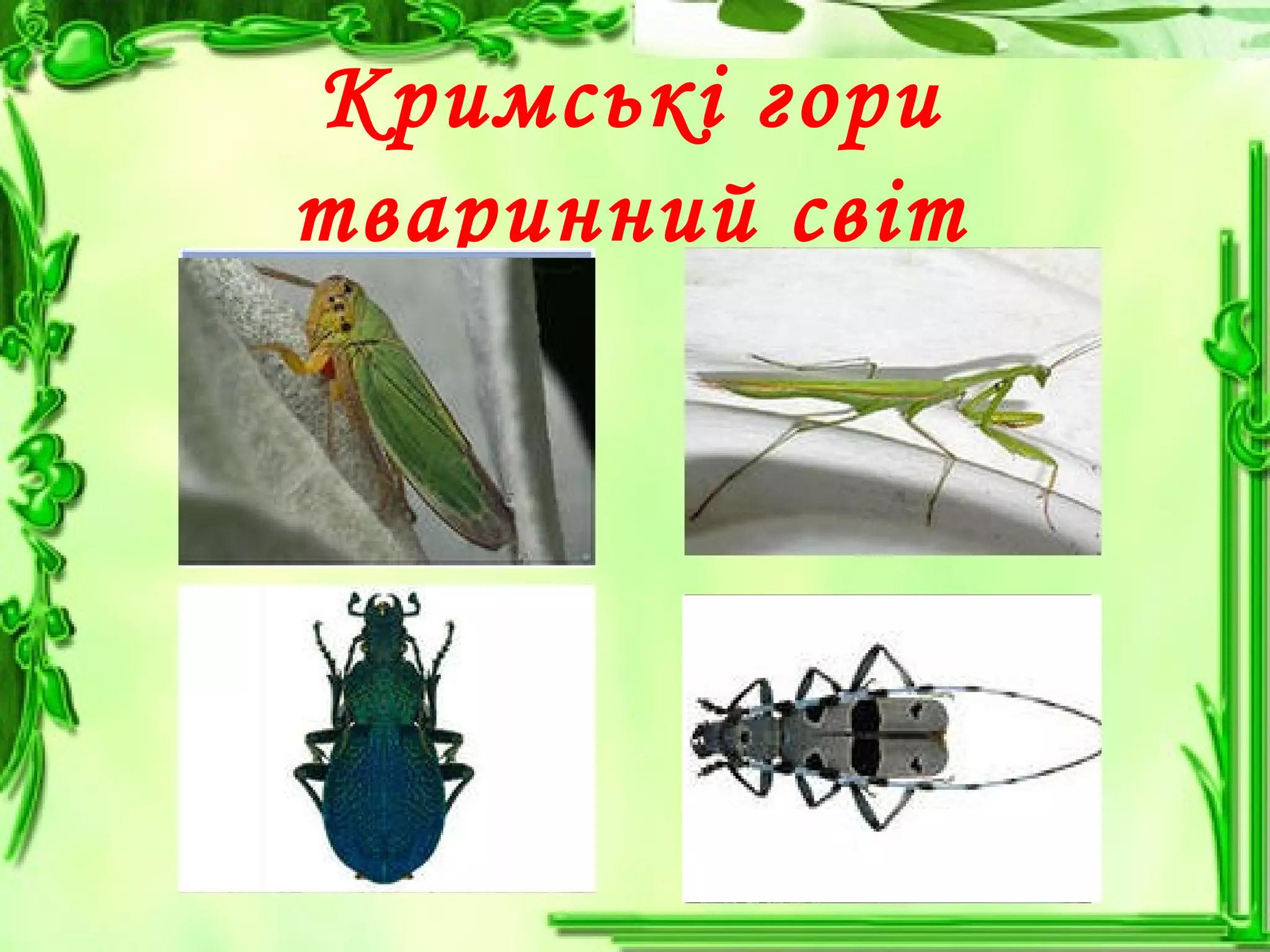 Кримські гори
тваринний світ
 