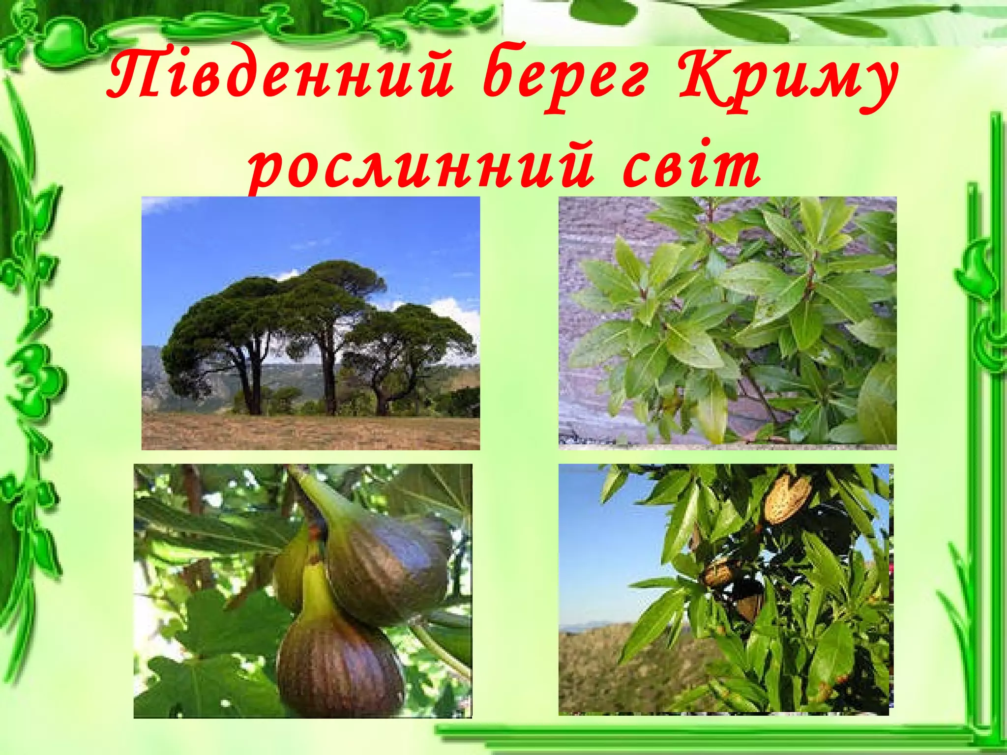 Південний берег Криму
рослинний світ
 