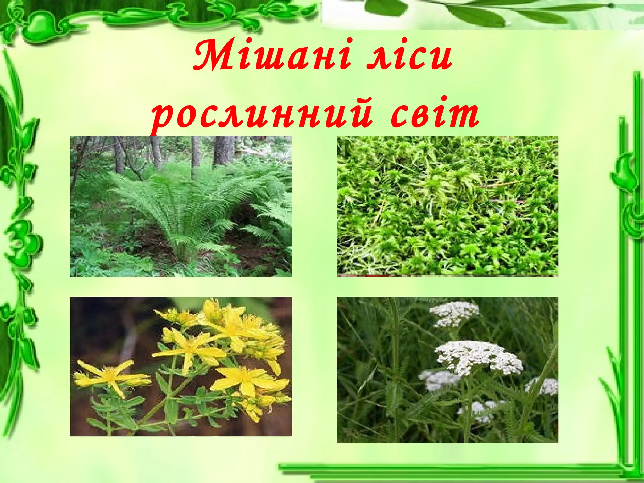 Мішані ліси
рослинний світ
 