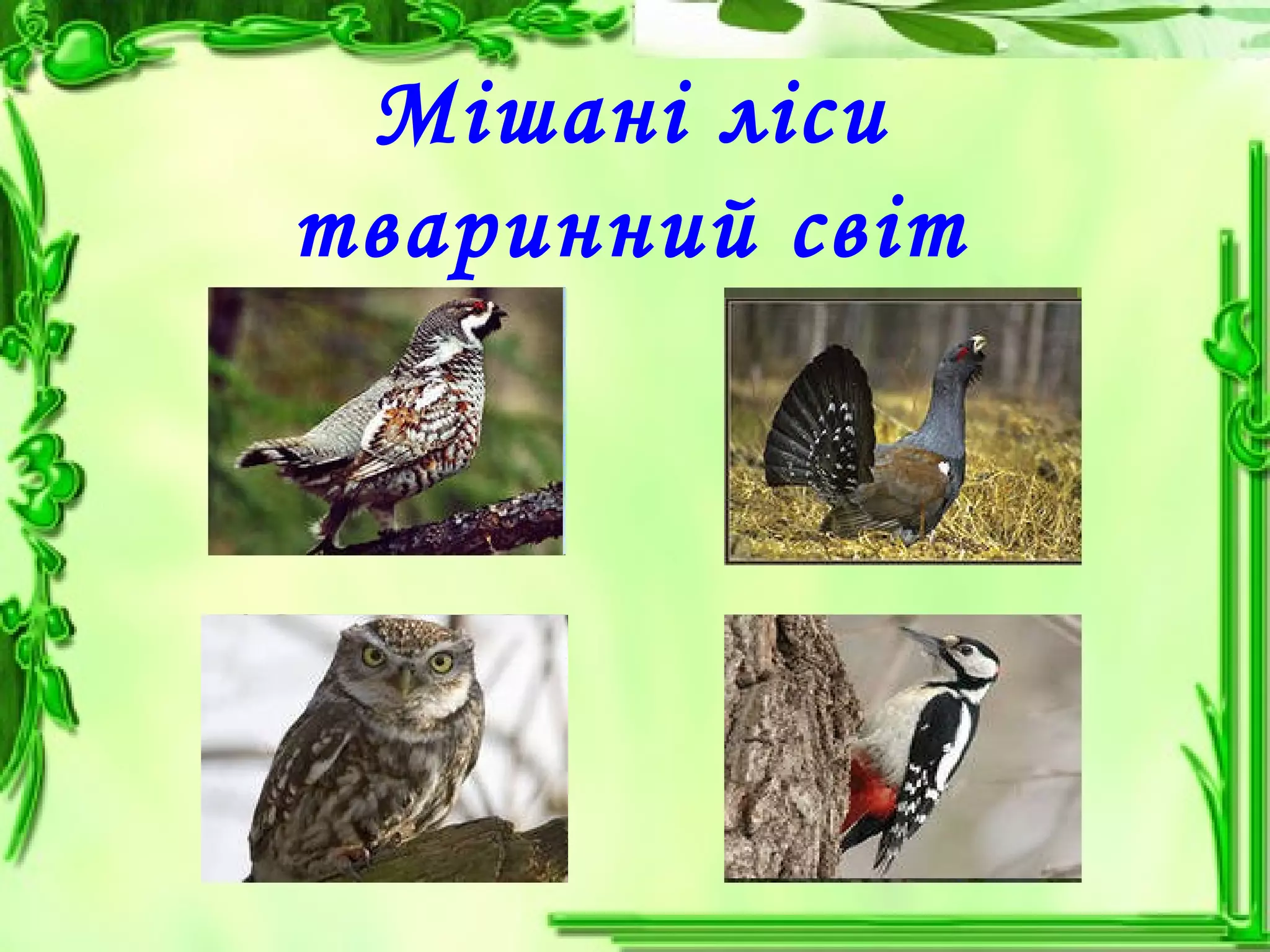 Мішані ліси
тваринний світ
 