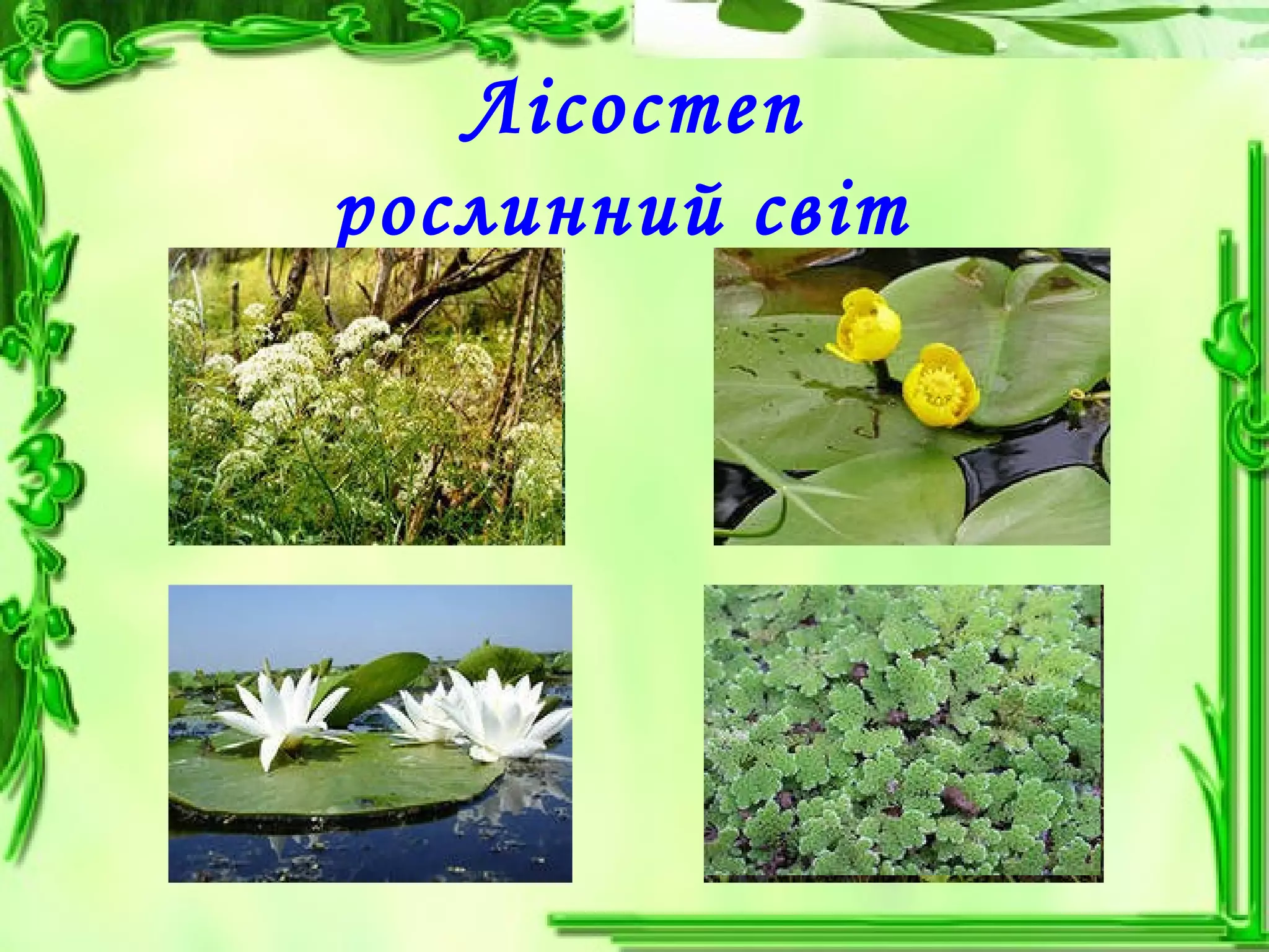 Лісостеп
рослинний світ
 