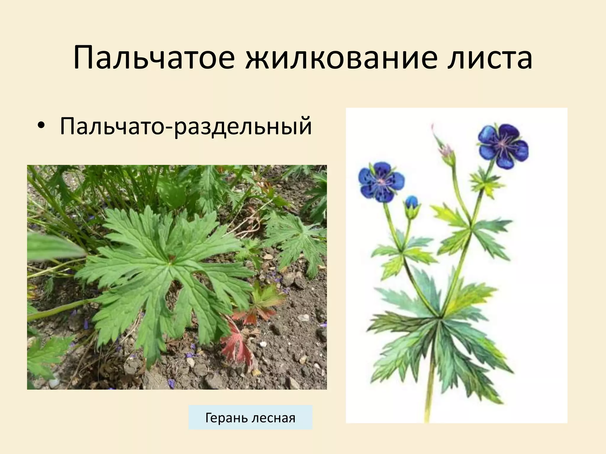 Пальчатое жилкование листа
• Пальчато-раздельный
Герань лесная
 