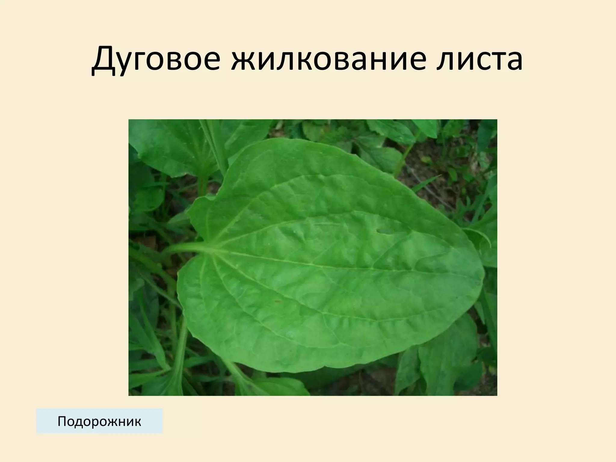 Дуговое жилкование листа
Подорожник
 