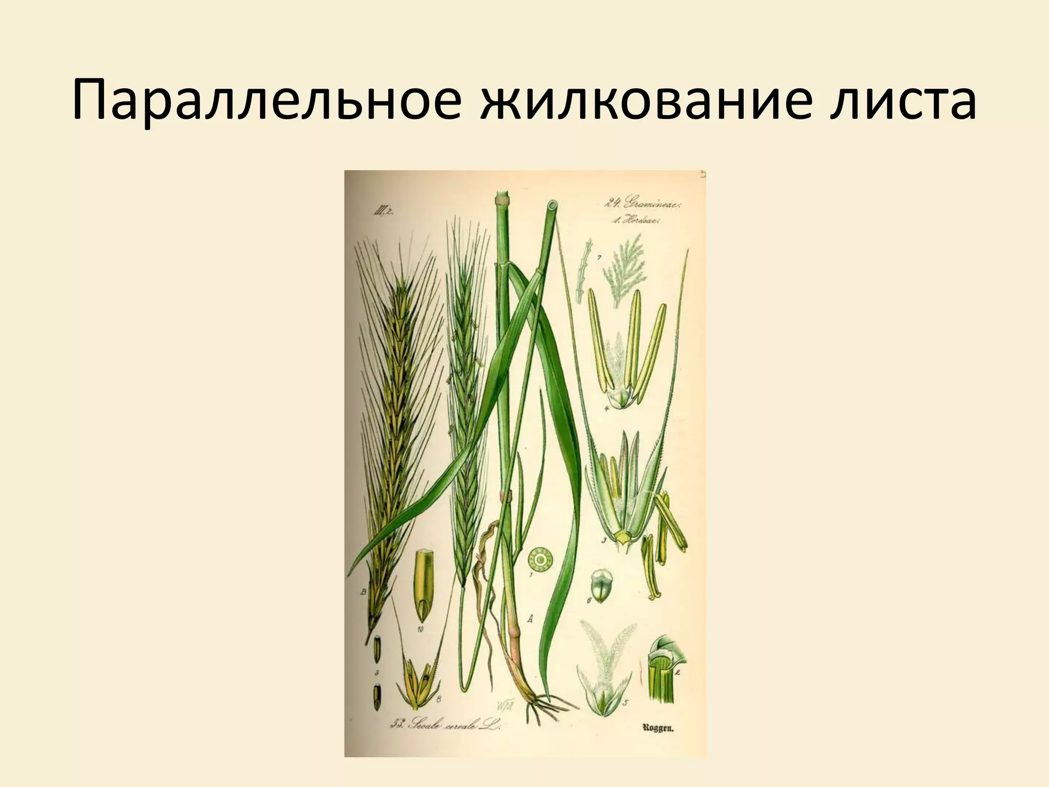 Параллельное жилкование листа
 