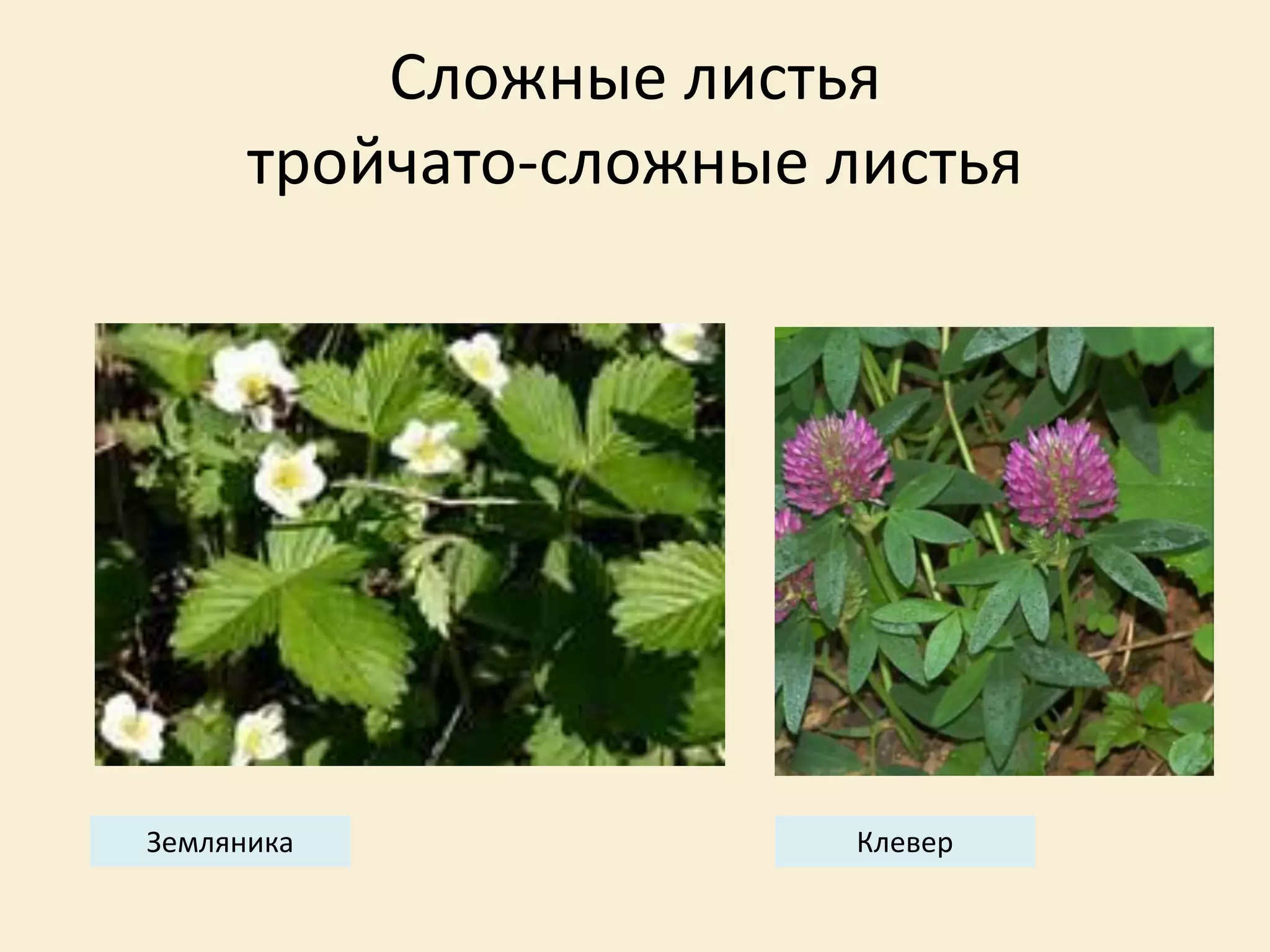 Сложные листья
тройчато-сложные листья
Земляника Клевер
 