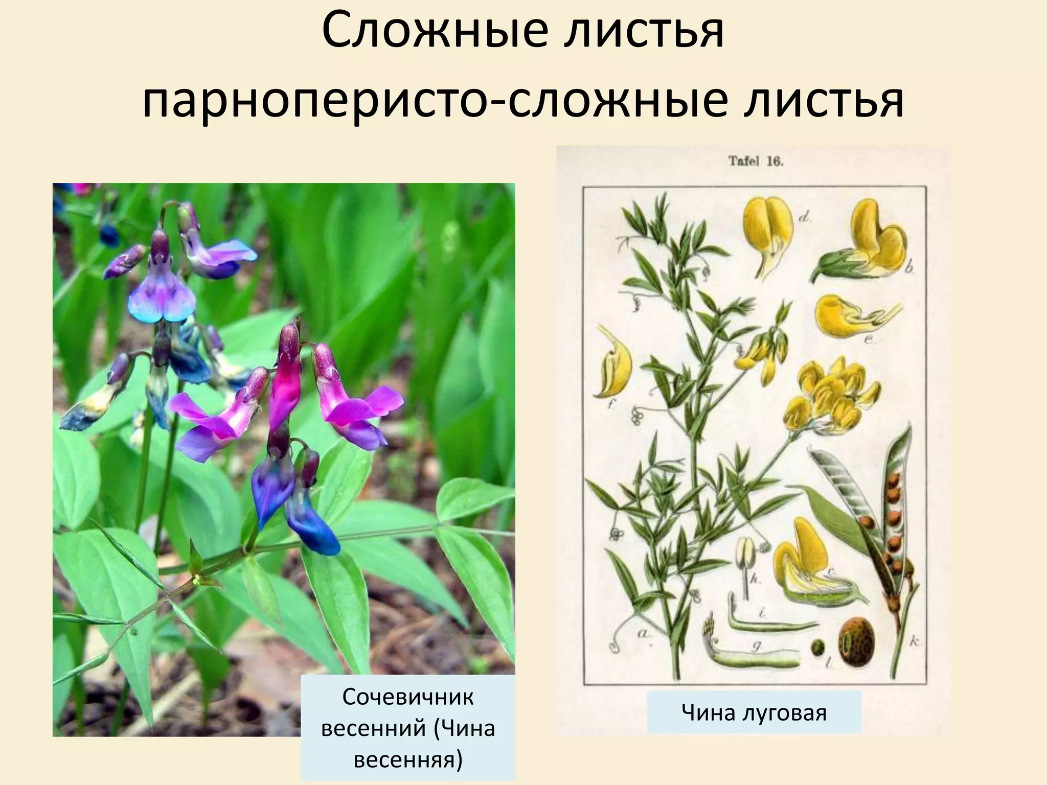 Сложные листья
парноперисто-сложные листья
Сочевичник
весенний (Чина
весенняя)
Чина луговая
 