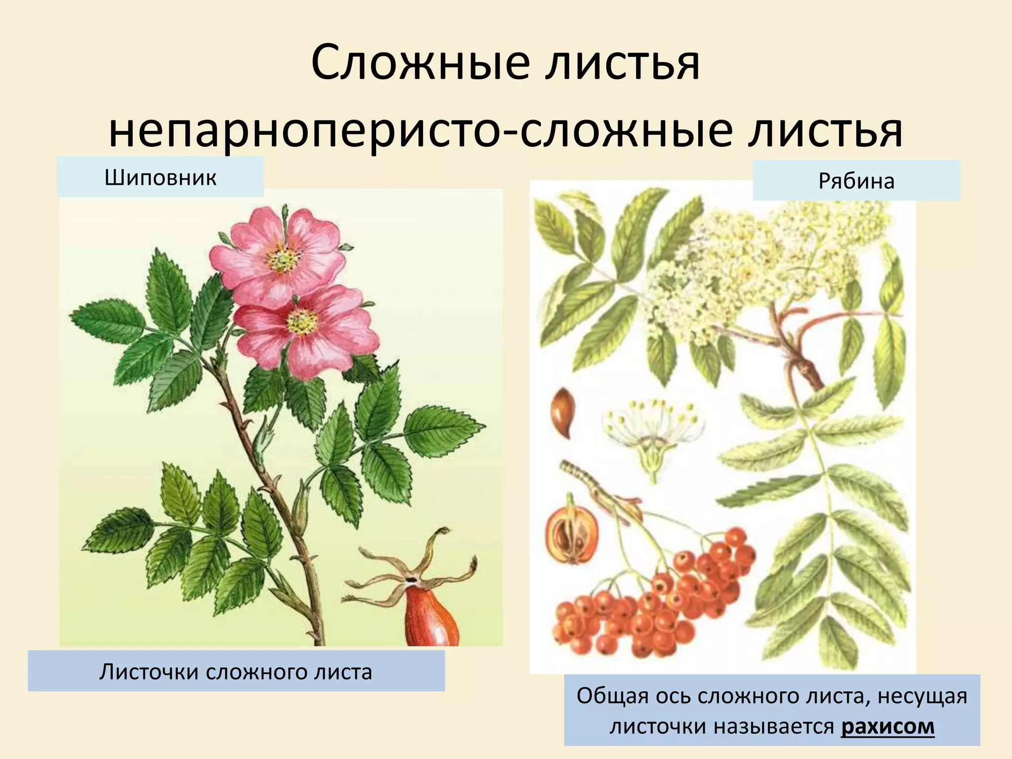 Сложные листья
непарноперисто-сложные листья
РябинаШиповник
Листочки сложного листа
Общая ось сложного листа, несущая
листочки называется рахисом
 