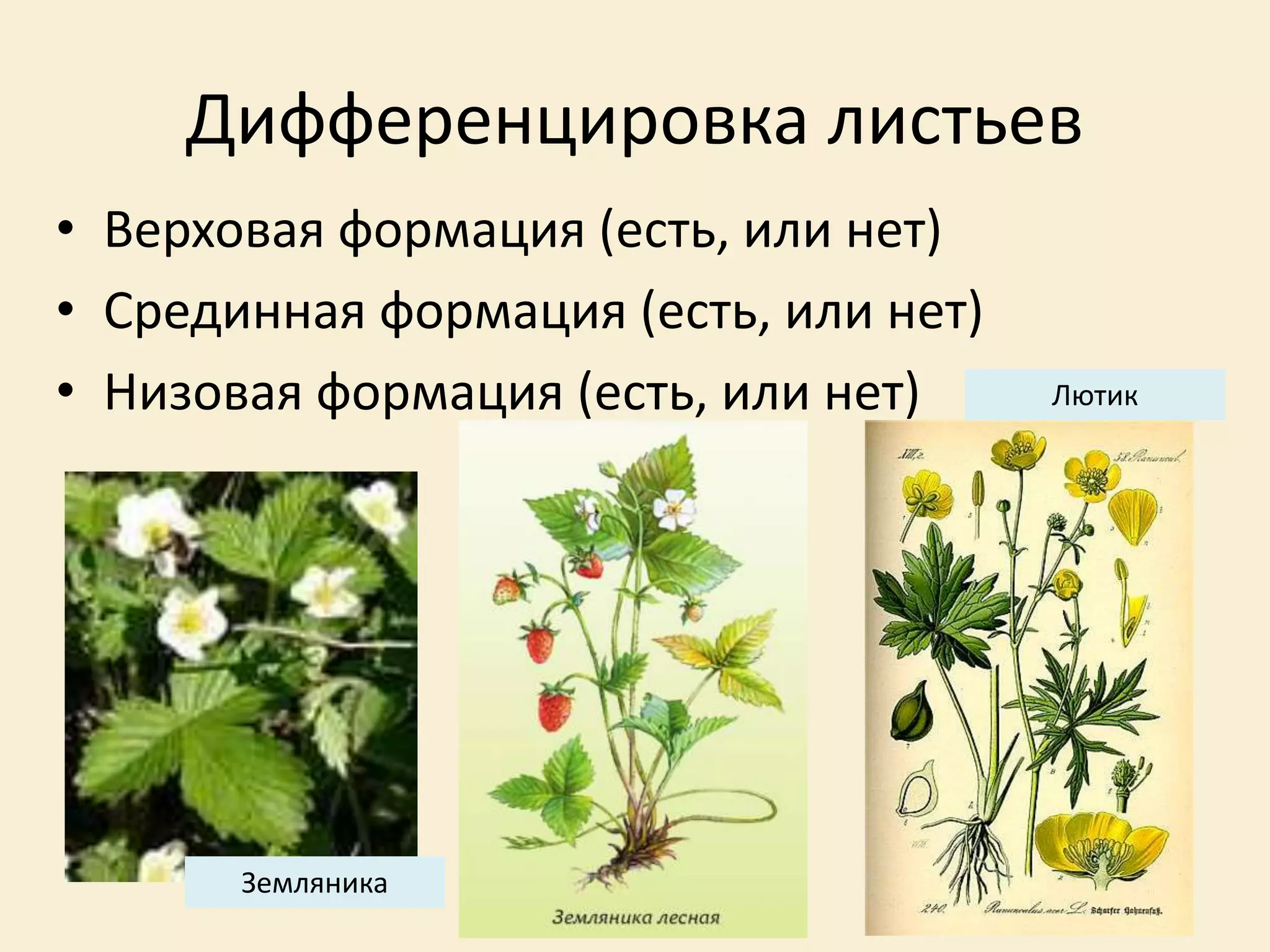 Дифференцировка листьев
• Верховая формация (есть, или нет)
• Срединная формация (есть, или нет)
• Низовая формация (есть, или нет)
Земляника
Лютик
 
