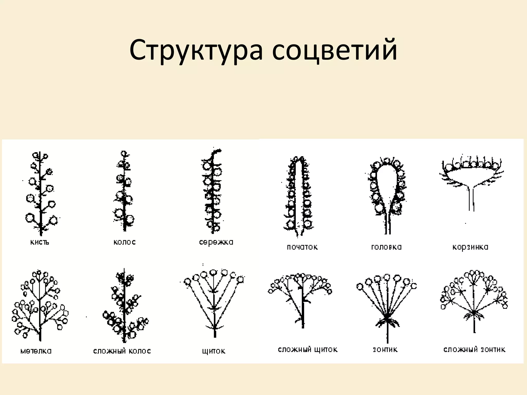 Структура соцветий
 