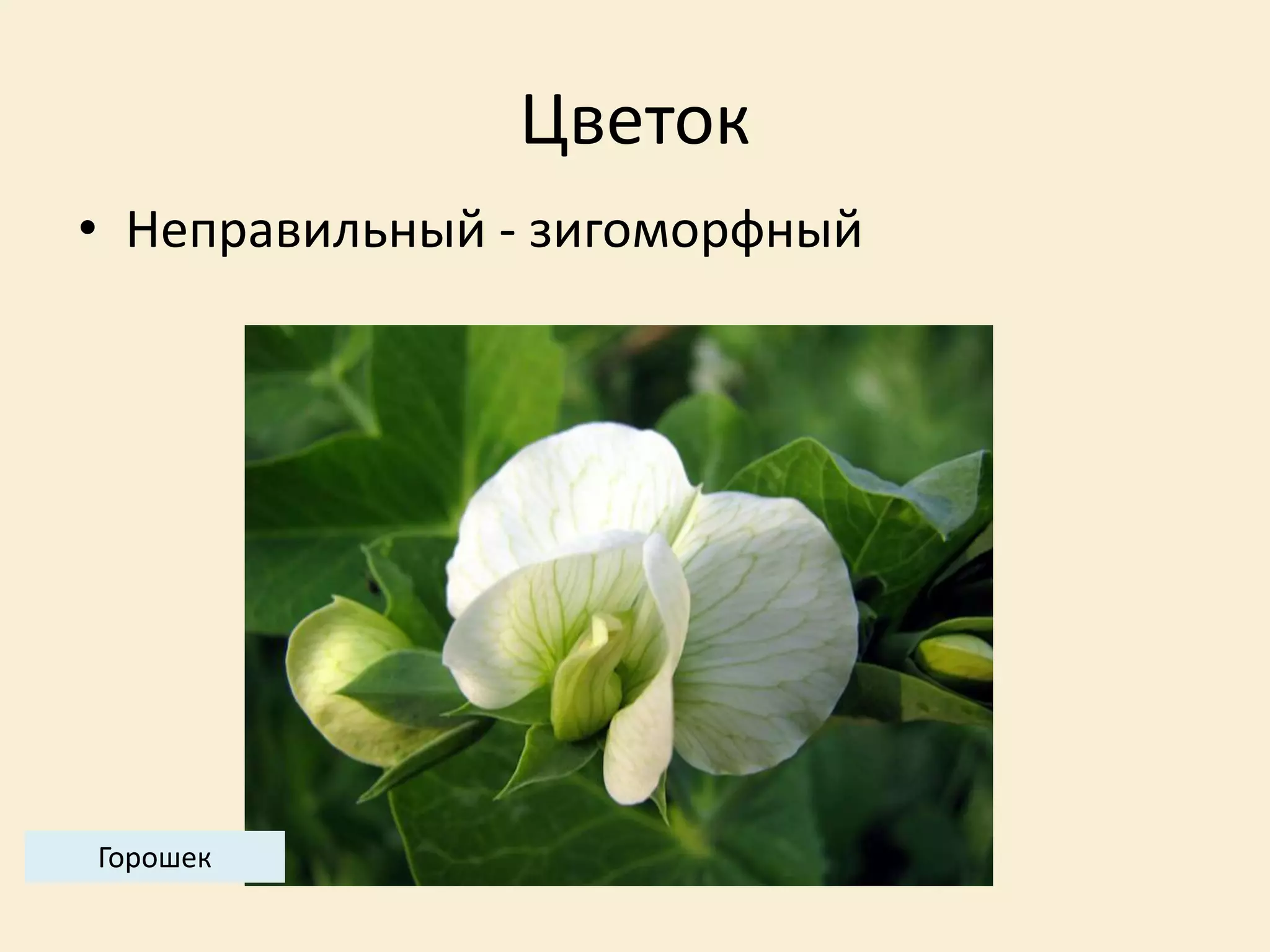 Цветок
• Неправильный - зигоморфный
Горошек
 