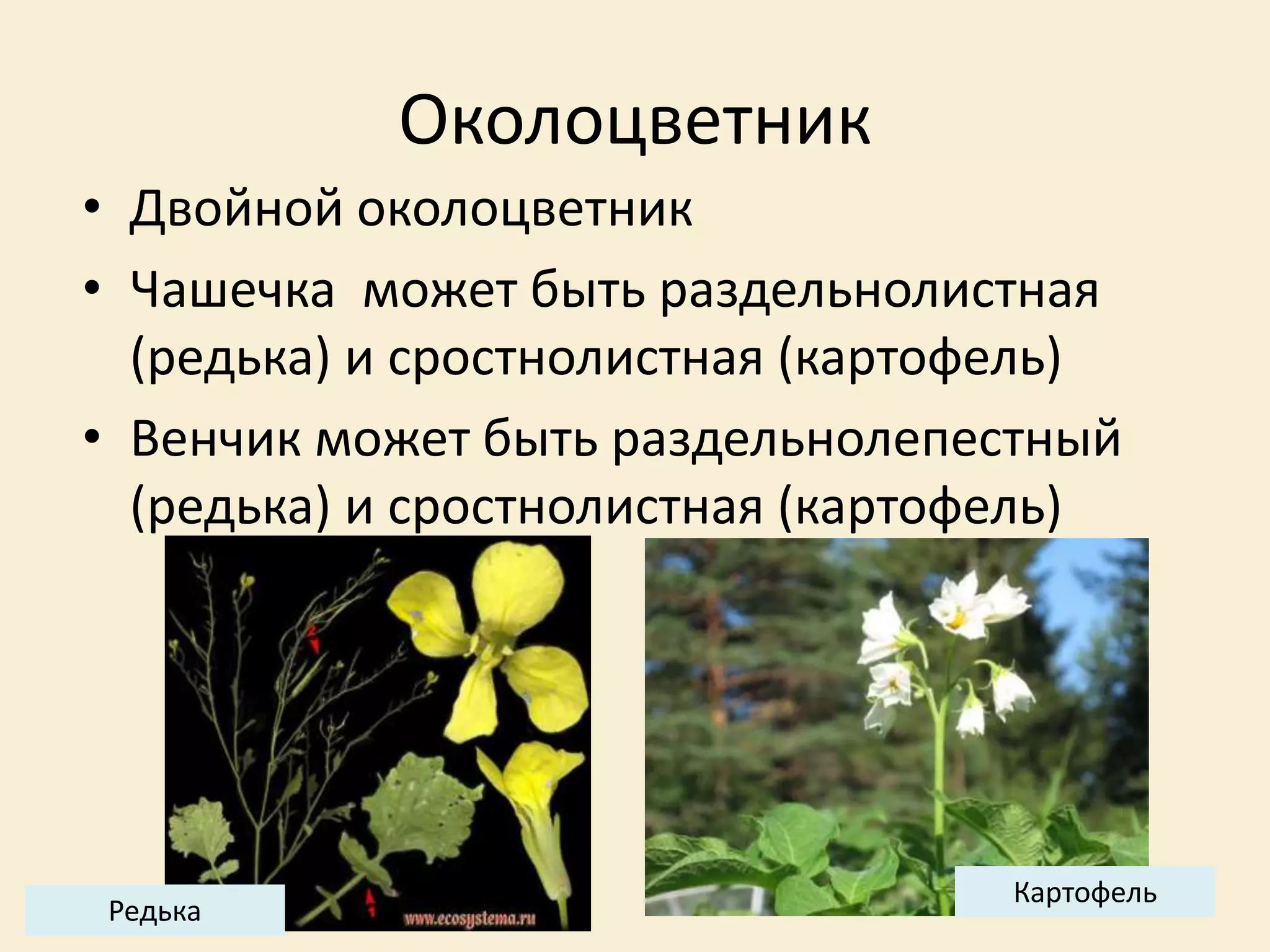 Околоцветник
• Двойной околоцветник
• Чашечка может быть раздельнолистная
(редька) и сростнолистная (картофель)
• Венчик может быть раздельнолепестный
(редька) и сростнолистная (картофель)
Редька
Картофель
 