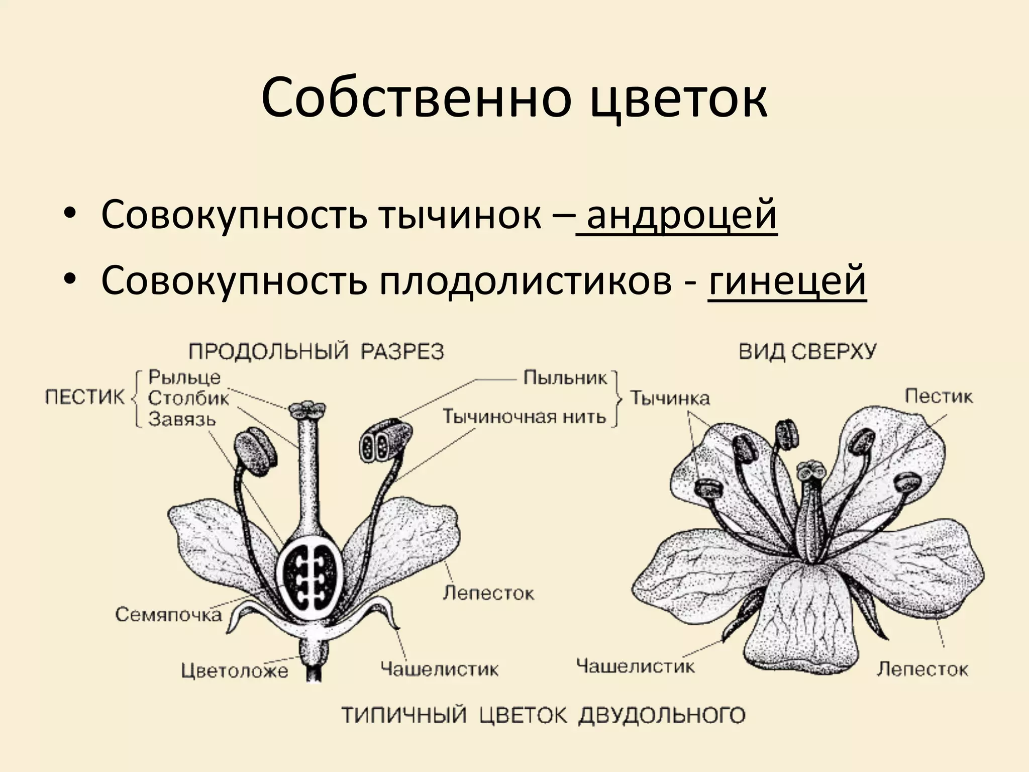 Собственно цветок
• Совокупность тычинок – андроцей
• Совокупность плодолистиков - гинецей
 
