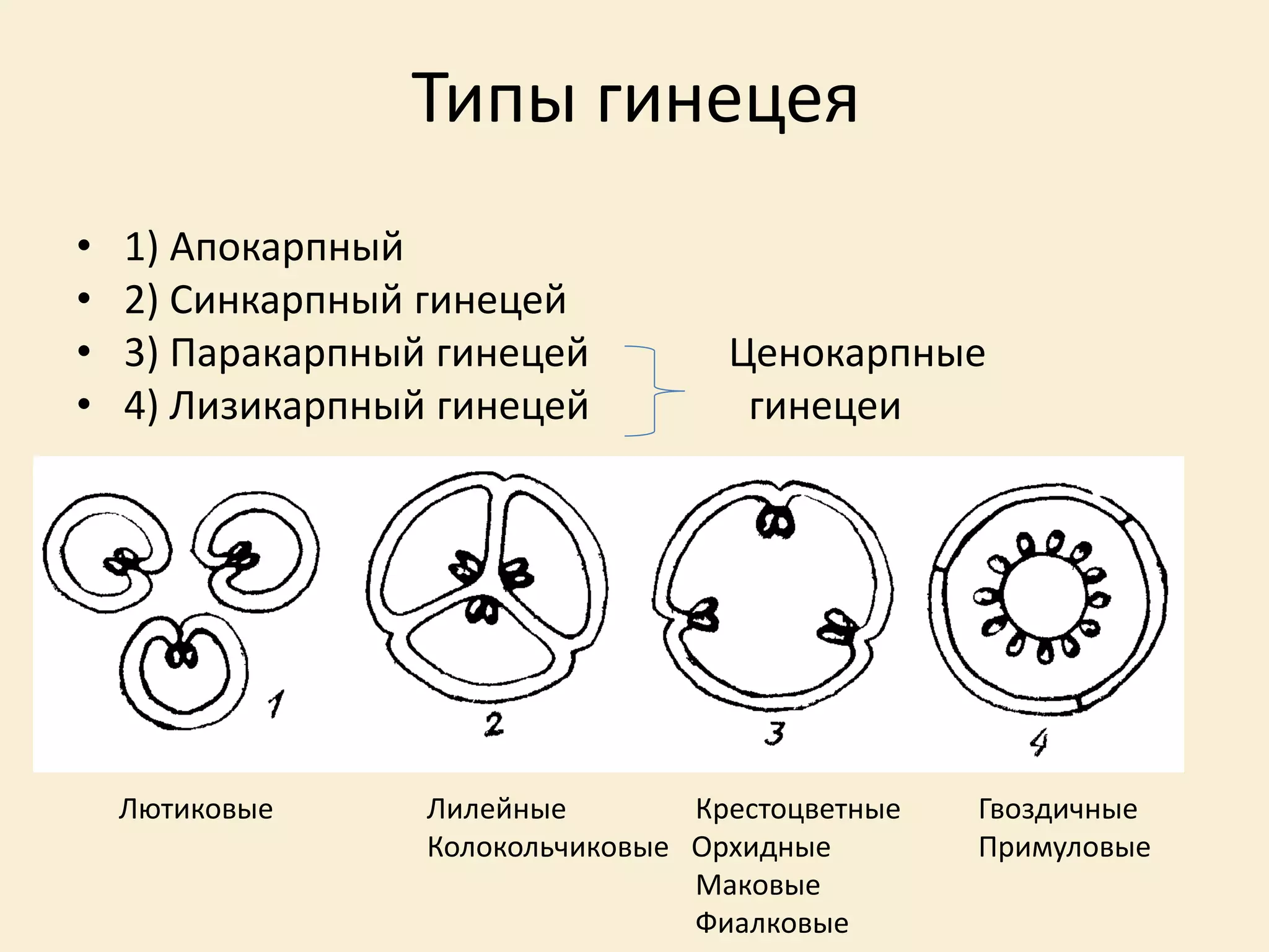 Типы гинецея
• 1) Апокарпный
• 2) Синкарпный гинецей
• 3) Паракарпный гинецей Ценокарпные
• 4) Лизикарпный гинецей гинецеи
Лютиковые Лилейные Крестоцветные Гвоздичные
Колокольчиковые Орхидные Примуловые
Маковые
Фиалковые
 