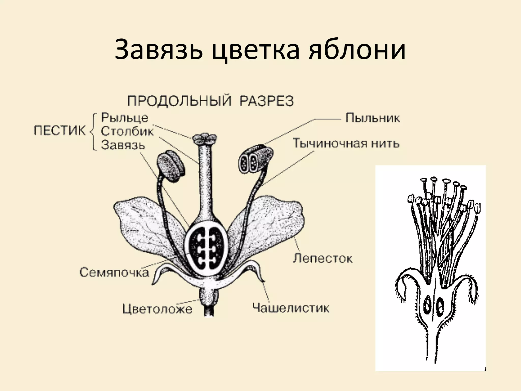 Завязь цветка яблони
 