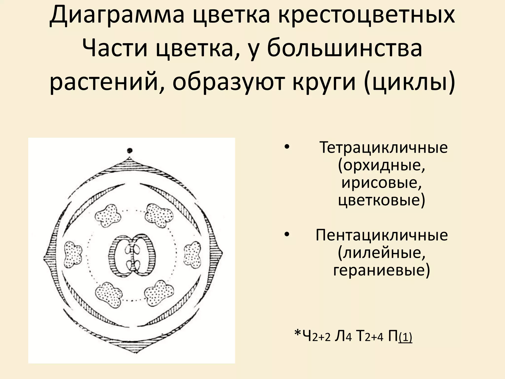 Диаграмма цветка крестоцветных
Части цветка, у большинства
растений, образуют круги (циклы)
• Тетрацикличные
(орхидные,
ирисовые,
цветковые)
• Пентацикличные
(лилейные,
гераниевые)
*Ч2+2 Л4 Т2+4 П(1)
 