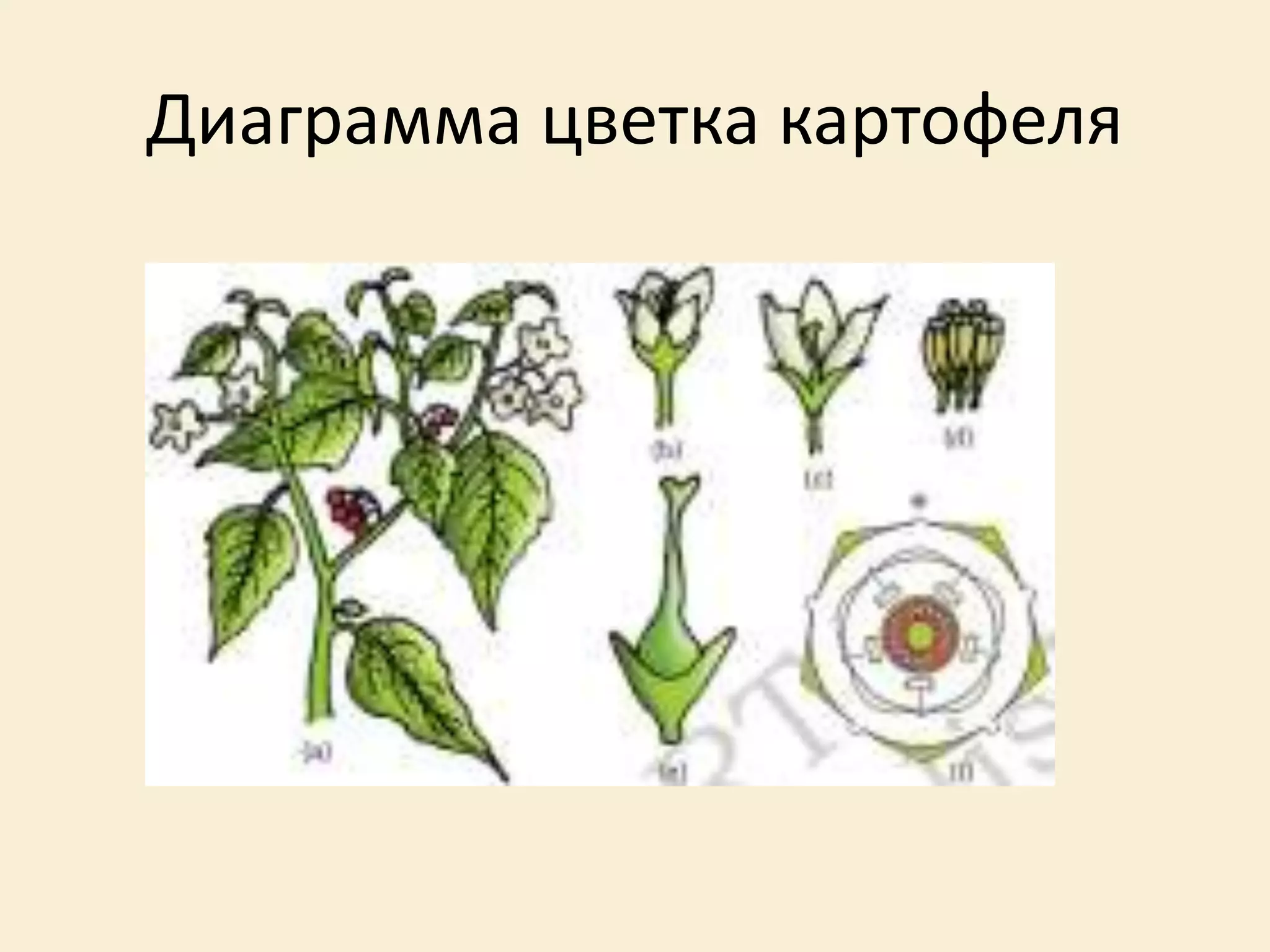 Диаграмма цветка картофеля
 