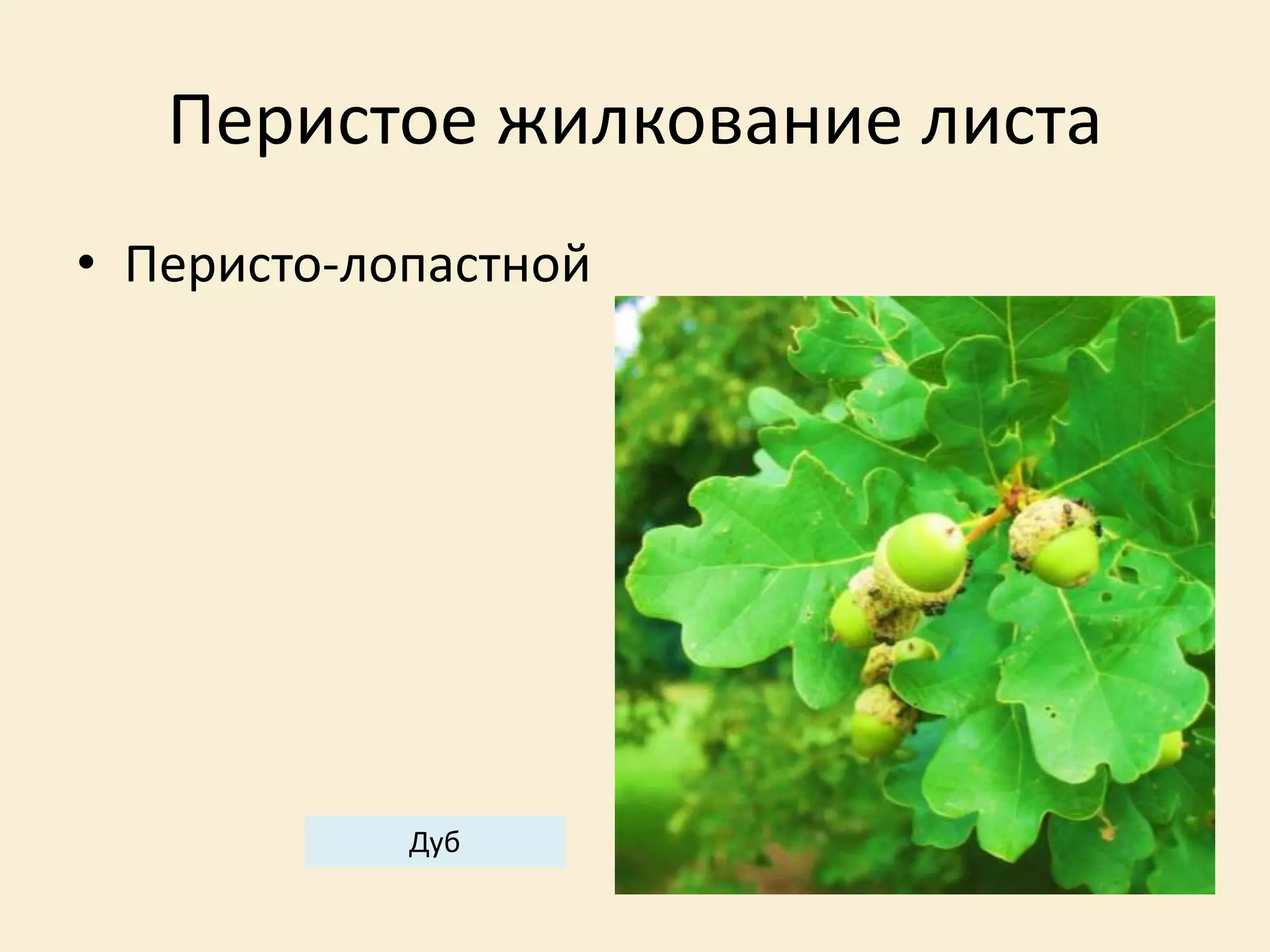 Перистое жилкование листа
• Перисто-лопастной
Дуб
 
