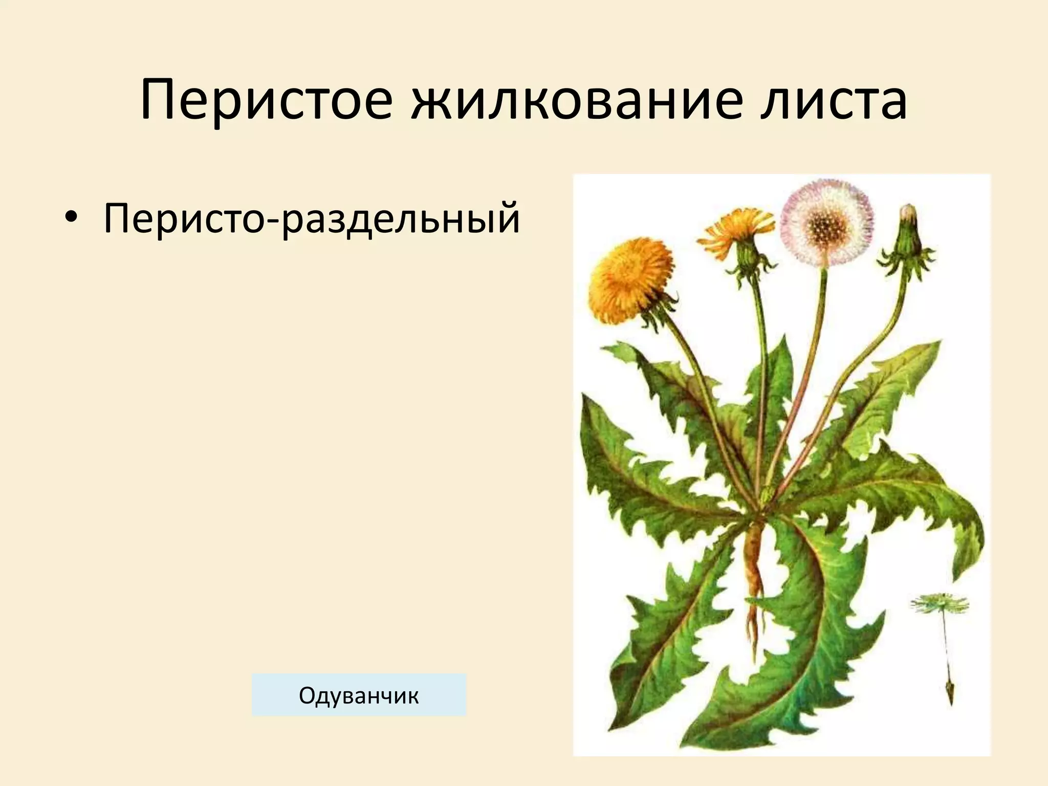 Перистое жилкование листа
• Перисто-раздельный
Одуванчик
 