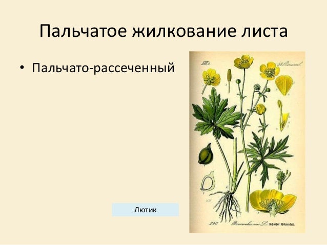 Жилкование листа калина