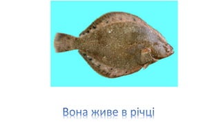 камбала
