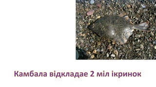 камбала