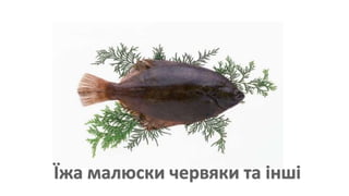 камбала