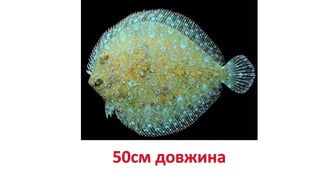 камбала
