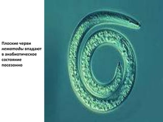 Плоские черви
нематоды впадают
в анабиотическое
состояние
посезонно
 