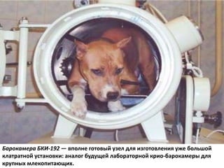 Барокамера БКИ-192 — вполне готовый узел для изготовления уже большой
клатратной установки: аналог будущей лабораторной крио-барокамеры для
крупных млекопитающих.
 