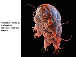 Тихоходки способны
пребывать в
состоянии анабиоза
веками
 