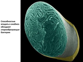 Способностью
впадать в анабиоз
обладают
спорообразующие
бактерии
 