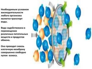 Необходимым условием
жизнедеятельности
любого организма
является транспорт
воды.
Вода задействована в
перемещении
различных питательных
веществ и продуктов
обмена.
Она проходит сквозь
клеточную мембрану
совершенно свободно
путем осмоса.
 