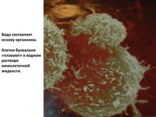 Вода составляет
основу организма.
Клетки буквально
«плавают» в водном
растворе
межклеточной
жидкости.
 