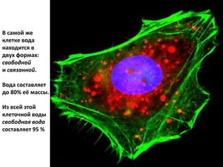 В самой же
клетке вода
находится в
двух формах:
свободной
и связанной.
Вода составляет
до 80% её массы.
Из всей этой
клеточной воды
свободная вода
составляет 95 %
 
