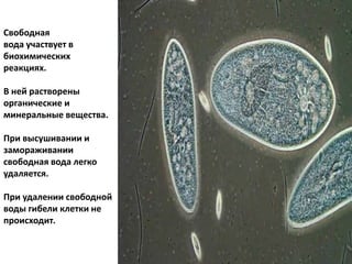 Свободная
вода участвует в
биохимических
реакциях.
В ней растворены
органические и
минеральные вещества.
При высушивании и
замораживании
свободная вода легко
удаляется.
При удалении свободной
воды гибели клетки не
происходит.
 