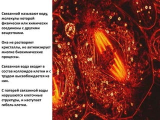 Связанной называют воду,
молекулы которой
физически или химически
соединены с другими
веществами.
Она не растворяет
кристаллы, не активизирует
многие биохимические
процессы.
Связанная вода входит в
состав коллоидов клетки и с
трудом высвобождается из
них.
С потерей связанной воды
нарушаются клеточные
структуры, и наступает
гибель клетки.
 