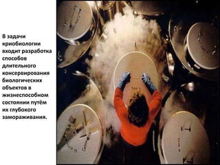 В задачи
криобиологии
входит разработка
способов
длительного
консервирования
биологических
объектов в
жизнеспособном
состоянии путём
их глубокого
замораживания.
 