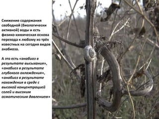 Снижение содержания
свободной (биологически
активной) воды и есть
физико-химическая основа
перехода к любому из трёх
известных на сегодня видов
анабиоза.
А это есть «анабиоз в
результате высыхания»,
«анабиоз в результате
глубокого охлаждения»,
«анабиоз в результате
нахождения в среде с
высокой концентрацией
солей и высоким
осмотическим давлением»
 