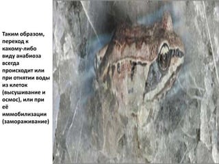 Таким образом,
переход к
какому-либо
виду анабиоза
всегда
происходит или
при отнятии воды
из клеток
(высушивание и
осмос), или при
её
иммобилизации
(замораживание)
 