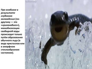 При анабиозе в
результате
глубокого
охлаждения (по-
другому — это
«криоанабиоз»),
иммобилизация
свободной воды
происходит только
путём образования
обычного льда (в
виде кристаллов или
в аморфном
стеклообразном
состоянии).
 