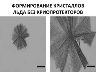 ФОРМИРОВАНИЕ КРИСТАЛЛОВ
ЛЬДА БЕЗ КРИОПРОТЕКТОРОВ
 