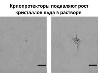 Криопротекторы подавляют рост
кристаллов льда в растворе
 